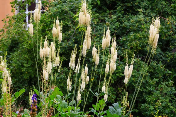 Actaea Heracleifolia Саду Выращивание Лекарственных Растений Саду Белые Соцветия Cimicifuga — стоковое фото