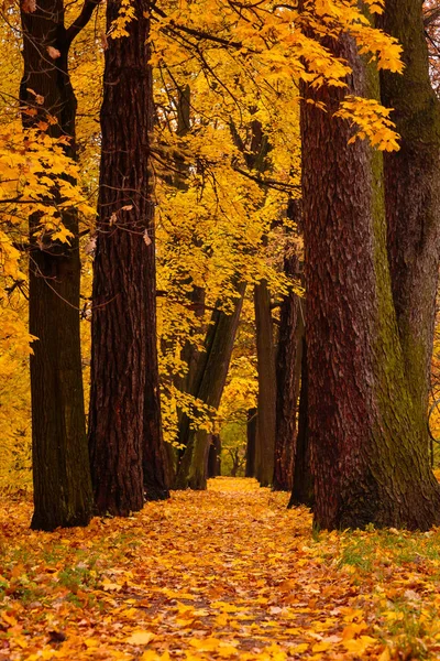 Peisaj Toamnă Copaci Frumoși Colorați Parc Pathway Pădure Sau Parc — Fotografie, imagine de stoc