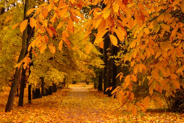 Autumn Landscape Beautiful Colored Trees Park Pathway Forest Park Autumn — Stockfoto