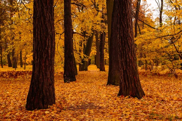 Paisaje Otoñal Con Hermosos Árboles Colores Parque Camino Bosque Parque — Foto de Stock