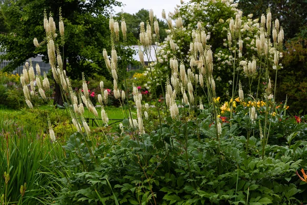 Bahçede Actaea heracleifolia. Bahçede tıbbi bitkiler yetiştiriyor. Cimicifuga racemosa 'nın beyaz kızılötesi doğal arka planda