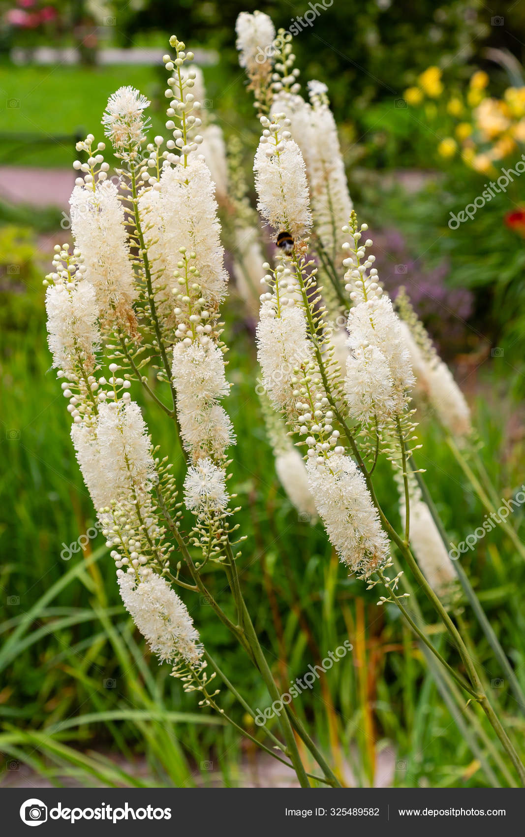 Actaea Heracleifolia Garten Heilpflanzen Garten Anbauen Weiße