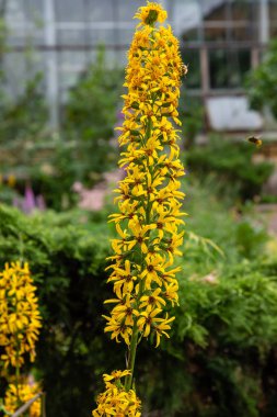 Ligularia (Ligularia dentata) bahçede. Leopar bitkisinin sarı çiçekleri doğal arkaplanda