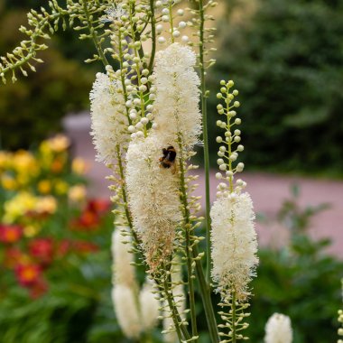 Bahçede Actaea heracleifolia. Bahçede tıbbi bitkiler yetiştiriyor. Cimicifuga racemosa 'nın beyaz kızılötesi doğal arka planda
