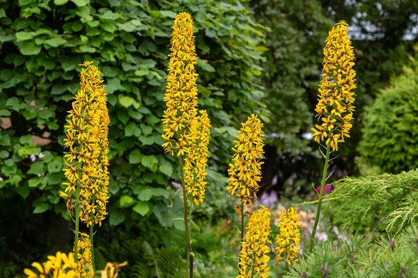 Ligularia Ligularia Dentata Dans Jardin Fleurs Jaunes Plante Léopard Arrière — Photo