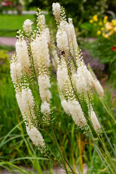 Actaea Heracleifolia Саду Выращивание Лекарственных Растений Саду Белые Соцветия Cimicifuga — стоковое фото