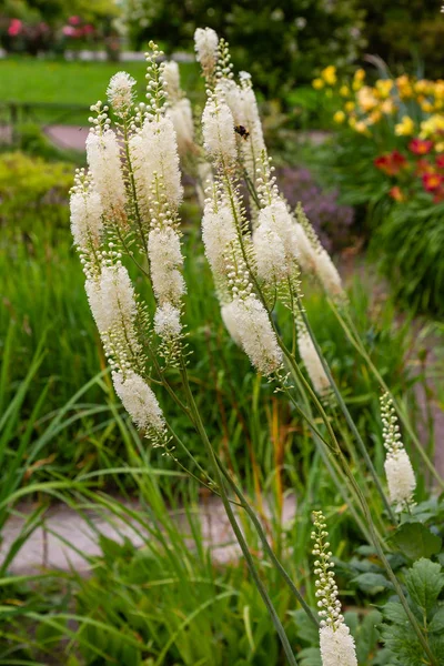 Actaea Heracleifolia Саду Выращивание Лекарственных Растений Саду Белые Соцветия Cimicifuga — стоковое фото