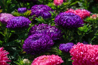 Aster çiçekleri (aster, Michaelmas papatyası) yeşil arka planda. Renkli, renkli, paskalya çiçekleri. Yıllık bitki. Sonbahar bahçesinde, paskalya çiçeği bahçesinin kapağını kapatın..