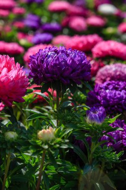 Aster çiçekleri (aster, Michaelmas papatyası) yeşil arka planda. Renkli, renkli, paskalya çiçekleri. Yıllık bitki. Sonbahar bahçesinde, paskalya çiçeği bahçesinin kapağını kapatın..