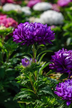 Aster çiçekleri (aster, Michaelmas papatyası) yeşil arka planda. Renkli, renkli, paskalya çiçekleri. Yıllık bitki. Sonbahar bahçesinde, paskalya çiçeği bahçesinin kapağını kapatın..