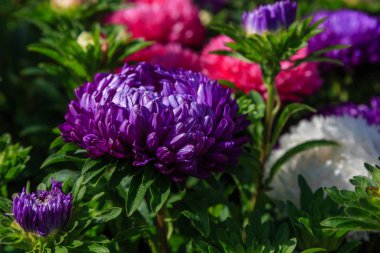 Aster çiçekleri (aster, Michaelmas papatyası) yeşil arka planda. Renkli, renkli, paskalya çiçekleri. Yıllık bitki. Sonbahar bahçesinde, paskalya çiçeği bahçesinin kapağını kapatın..