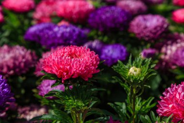 Aster çiçekleri (aster, Michaelmas papatyası) yeşil arka planda. Renkli, renkli, paskalya çiçekleri. Yıllık bitki. Sonbahar bahçesinde, paskalya çiçeği bahçesinin kapağını kapatın..