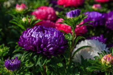 Aster çiçekleri (aster, Michaelmas papatyası) yeşil arka planda. Renkli, renkli, paskalya çiçekleri. Yıllık bitki. Sonbahar bahçesinde, paskalya çiçeği bahçesinin kapağını kapatın..
