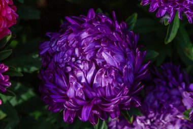 Aster çiçekleri (aster, Michaelmas papatyası) yeşil arka planda. Renkli, renkli, paskalya çiçekleri. Yıllık bitki. Sonbahar bahçesinde, paskalya çiçeği bahçesinin kapağını kapatın..