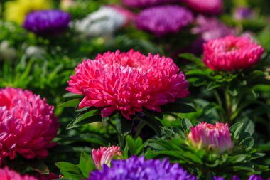 Aster çiçekleri (aster, Michaelmas papatyası) yeşil arka planda. Renkli, renkli, paskalya çiçekleri. Yıllık bitki. Sonbahar bahçesinde, paskalya çiçeği bahçesinin kapağını kapatın..