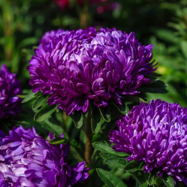 Aster çiçekleri (aster, Michaelmas papatyası) yeşil arka planda. Renkli, renkli, paskalya çiçekleri. Yıllık bitki. Sonbahar bahçesinde, paskalya çiçeği bahçesinin kapağını kapatın..