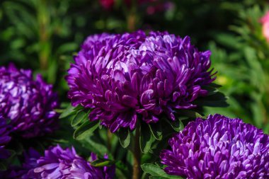 Aster çiçekleri (aster, Michaelmas papatyası) yeşil arka planda. Renkli, renkli, paskalya çiçekleri. Yıllık bitki. Sonbahar bahçesinde, paskalya çiçeği bahçesinin kapağını kapatın..