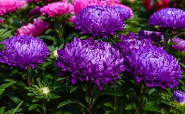 Aster çiçekleri (aster, Michaelmas papatyası) yeşil arka planda. Renkli, renkli, paskalya çiçekleri. Yıllık bitki. Sonbahar bahçesinde, paskalya çiçeği bahçesinin kapağını kapatın..