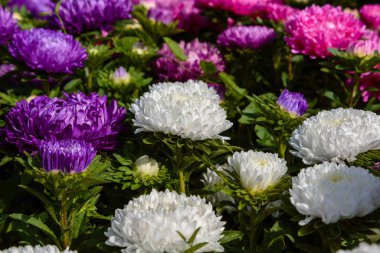 Aster çiçekleri (aster, Michaelmas papatyası) yeşil arka planda. Renkli, renkli, paskalya çiçekleri. Yıllık bitki. Sonbahar bahçesinde, paskalya çiçeği bahçesinin kapağını kapatın..