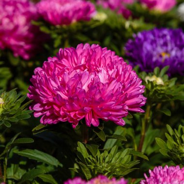 Aster çiçekleri (aster, Michaelmas papatyası) yeşil arka planda. Renkli, renkli, paskalya çiçekleri. Yıllık bitki. Sonbahar bahçesinde, paskalya çiçeği bahçesinin kapağını kapatın..