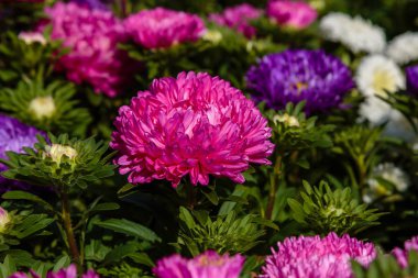 Aster çiçekleri (aster, Michaelmas papatyası) yeşil arka planda. Renkli, renkli, paskalya çiçekleri. Yıllık bitki. Sonbahar bahçesinde, paskalya çiçeği bahçesinin kapağını kapatın..