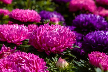 Aster çiçekleri (aster, Michaelmas papatyası) yeşil arka planda. Renkli, renkli, paskalya çiçekleri. Yıllık bitki. Sonbahar bahçesinde, paskalya çiçeği bahçesinin kapağını kapatın..