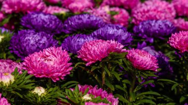 Aster çiçekleri (aster, Michaelmas papatyası) yeşil arka planda. Renkli, renkli, paskalya çiçekleri. Yıllık bitki. Sonbahar bahçesinde, paskalya çiçeği bahçesinin kapağını kapatın..