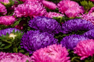 Aster çiçekleri (aster, Michaelmas papatyası) yeşil arka planda. Renkli, renkli, paskalya çiçekleri. Yıllık bitki. Sonbahar bahçesinde, paskalya çiçeği bahçesinin kapağını kapatın..