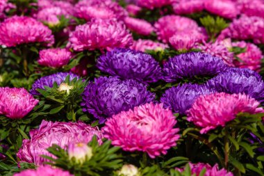 Aster çiçekleri (aster, Michaelmas papatyası) yeşil arka planda. Renkli, renkli, paskalya çiçekleri. Yıllık bitki. Sonbahar bahçesinde, paskalya çiçeği bahçesinin kapağını kapatın..