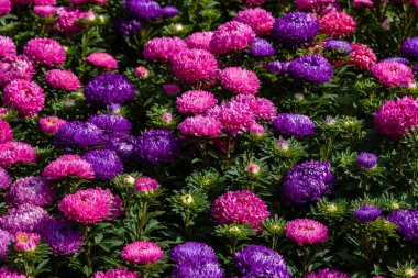 Aster çiçekleri (aster, Michaelmas papatyası) yeşil arka planda. Renkli, renkli, paskalya çiçekleri. Yıllık bitki. Sonbahar bahçesinde, paskalya çiçeği bahçesinin kapağını kapatın..