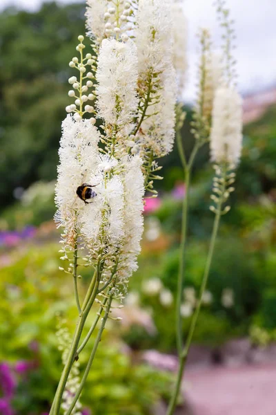 Actaea Heracleifolia Garden Growing Medicinal Plants Garden White Inflorescences Cimicifuga — Stock Photo, Image