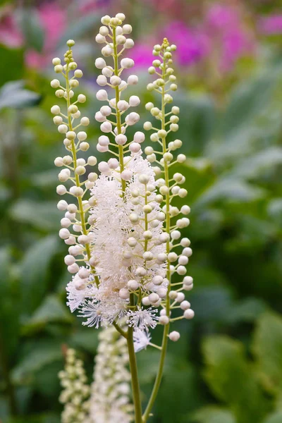 Actaea Heracleifolia Jardín Cultivo Plantas Medicinales Jardín Inflorescencias Blancas Cimicifuga — Foto de Stock