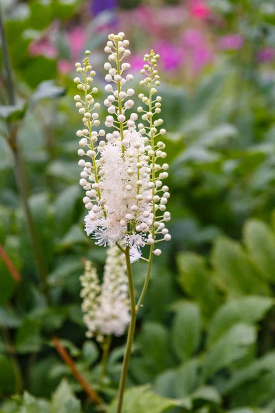 Actaea Heracleifolia Саду Выращивание Лекарственных Растений Саду Белые Соцветия Cimicifuga — стоковое фото