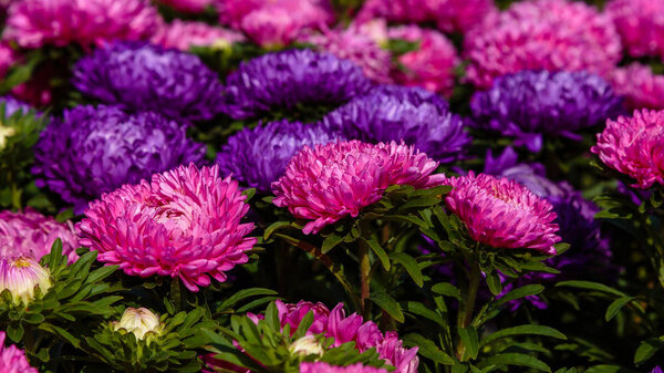 Aster flowers (aster, Michaelmas daisy) in green background. Colorful multicolor aster flowers annual plant. Close up of aster flower garden bed in autumn garden.