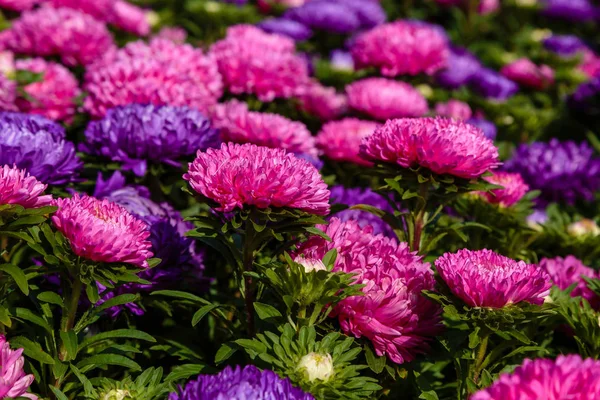 Aster Flowers Aster Michaelmas Daisy Green Background Colorful Multicolor Aster — Stock Photo, Image