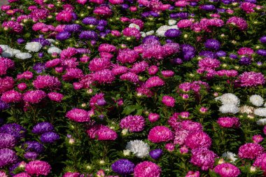 Aster çiçekleri (aster, Michaelmas papatyası) yeşil arka planda. Renkli, renkli, paskalya çiçekleri. Yıllık bitki. Sonbahar bahçesinde, paskalya çiçeği bahçesinin kapağını kapatın..