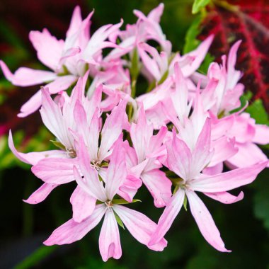 Pastel pembe çiçekler ve uzun yapraklar.