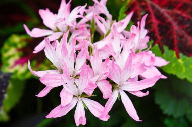 Pastel pembe çiçekler ve uzun yapraklar.