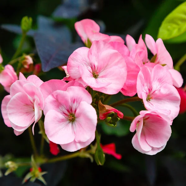 粉红花朵 花瓣柔嫩圆润 — 图库照片