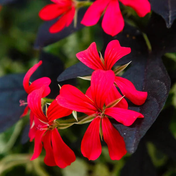 Bright Red Flowers Flower Bed — ストック写真