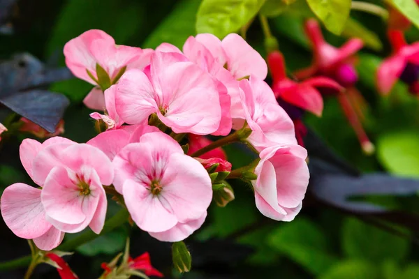 Pastel Roze Bloemen Met Zachte Ronde Bloemblaadjes Stockafbeelding