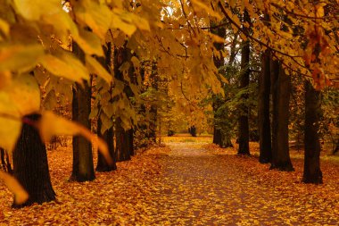 Parkta güzel renkli ağaçların olduğu sonbahar manzarası. 