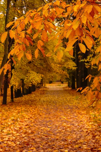 Peisaj Toamnă Copaci Frumoși Colorați Parc — Fotografie, imagine de stoc