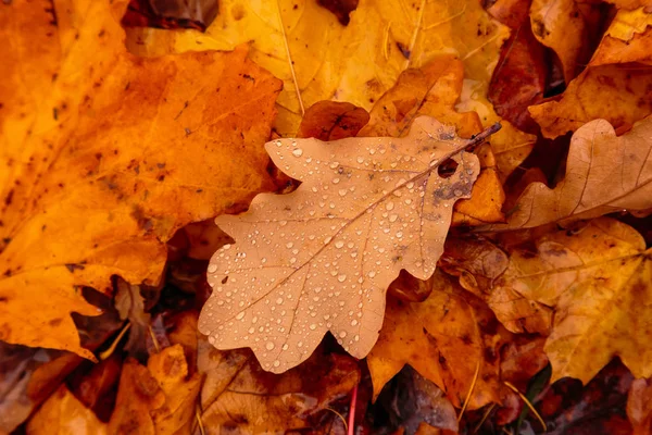 Fondo Otoñal Con Hojas Caídas Color Amarillo Hojas Rojas Otoño —  Fotos de Stock