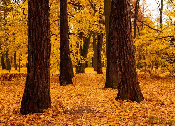 Höstlandskap Med Vackra Färgade Träd Parken — Stockfoto