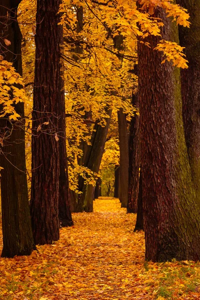 Осенний Пейзаж Красивыми Цветными Деревьями Парке — стоковое фото