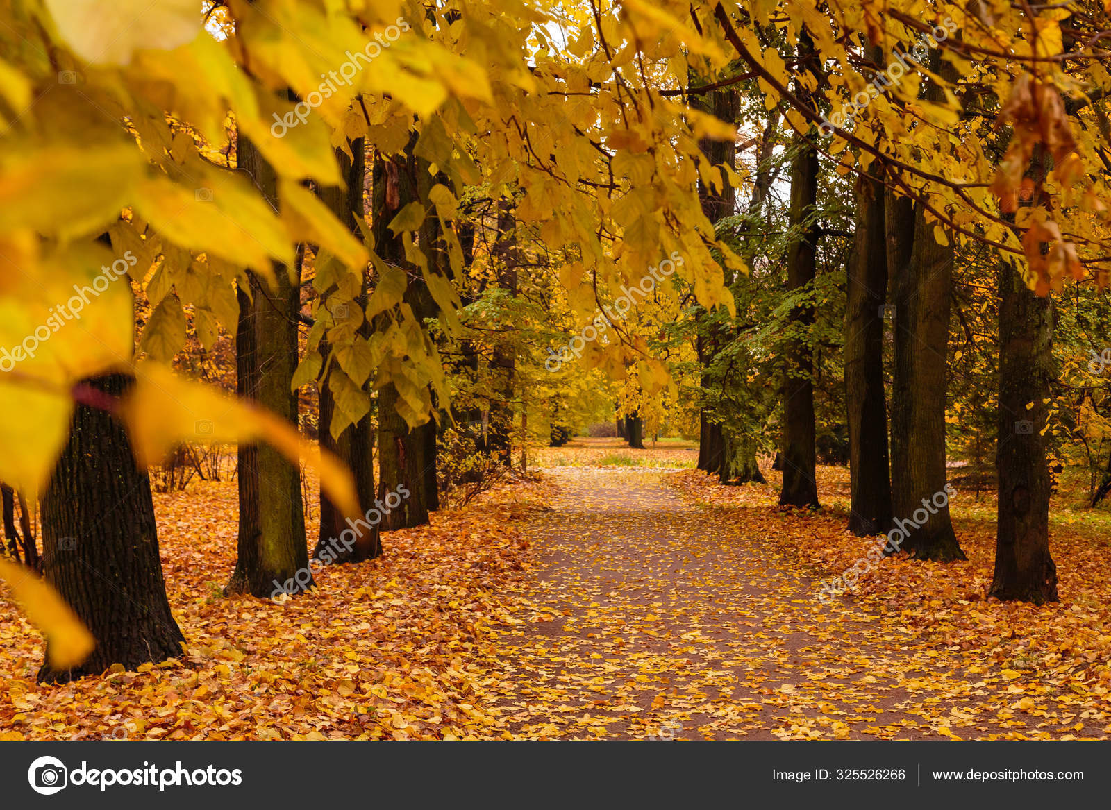 公園の美しい色の木と秋の風景 無料のストック写真 C Ovju Yandex Ru