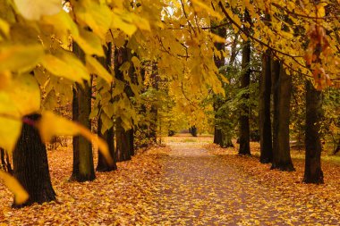 Parkta güzel renkli ağaçların olduğu sonbahar manzarası. 