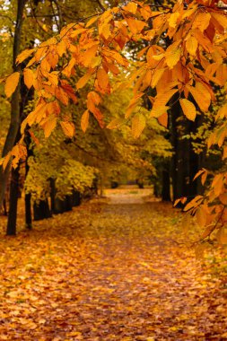Parkta güzel renkli ağaçların olduğu sonbahar manzarası. 