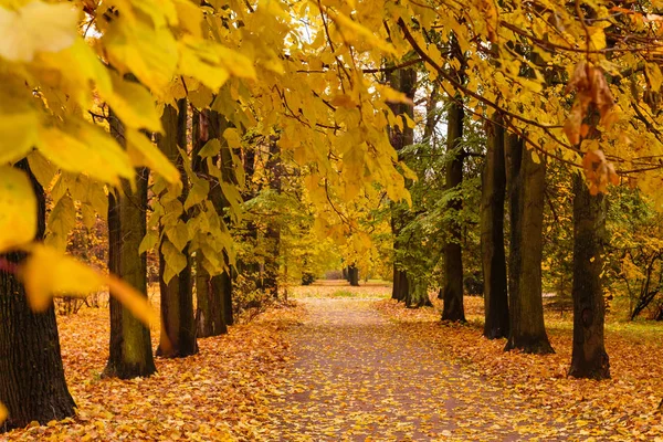 Paisaje Otoñal Con Hermosos Árboles Colores Parque — Foto de Stock